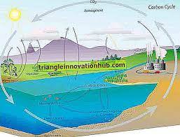 ملاحظات قصيرة عن دورة الكربون ودورة النيتروجين ودورة الكبريت 2158 كلمة