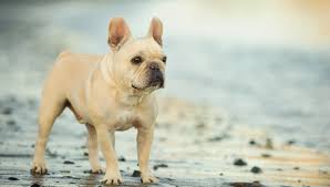 When talking to people about french bulldogs, one of their first questions is do french bulldogs shed? French Bulldog All About Dogs