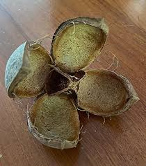 Image result for Khaya anthotheca