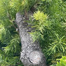 Image result for Afrocarpus