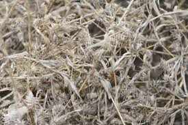 Image result for Endostemon tereticaulis