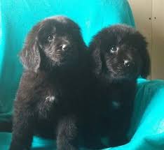 Newfoundlands for sale in indiana newfoundlands in indiana. Litter Of 9 Newfoundland Puppies For Sale In Redkey In Adn 31286 On Puppyfinder Com Gender Male S And Female Newfoundland Puppies Puppies Puppies For Sale