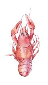 Vector cartoon clip art illustration of a crayfish, crawfish, crawdad, or lobster in the heisman trophy pose holding a bowl of corn and potatoes. Watercolor Crayfish Stock Illustrations 201 Watercolor Crayfish Stock Illustrations Vectors Clipart Dreamstime