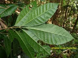 Image result for Trichilia