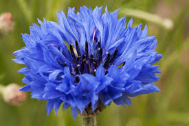 Image result for Centaurea