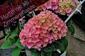 Check spelling or type a new query. Hortensie Als Zimmerpflanze So Pflegen Sie Hydrangea Im Topf Richtig