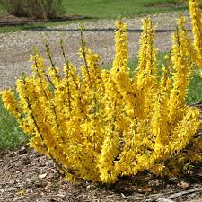 Buy Show Off Sugar Baby Forsythia Liners From Spring Meadow Nursery Forsythia Bush Flowering Shrubs Forsythia
