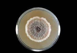 Check spelling or type a new query. Sporothrix Schenckii Wikipedia
