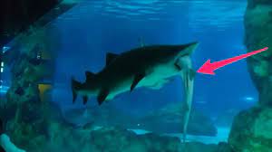 A female shark ate a male shark whole - YouTube