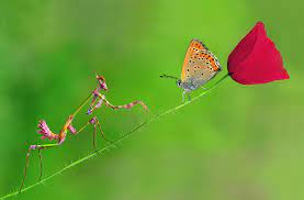 Praying mantis usually only last from spring to fall, but can live as long as 1 year. Beautiful Mantis And Butterfly Praying Mantises Foto 31996942 Fanpop