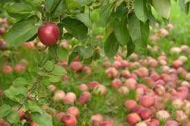 Wann die äpfel geerntet werden sollen. Apfel Richtig Ernten Lagern Hilfreiche Tipps Plantura