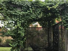 Find the perfect grape vines stock illustrations from getty images. Semken Landscaping