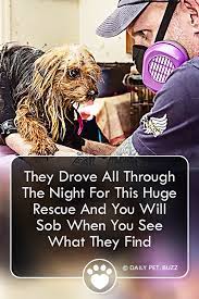 They Drove All Night To Rescue This Dog But I Was Shattered When They Reached The Place In 2020 Rescue Feel Good Stories Drive All Night