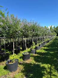 Image result for Vitex strickeri