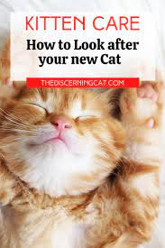 Kitten Care How To Look After Your New Cat Kitten Care Sick Kitten Cats