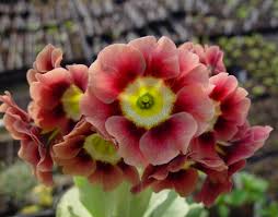 Image result for Primula x pubescens