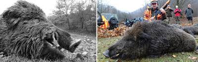 Les plus grands sangliers du monde se trouvent sous deux espèces très voisines qui sont: Roumanie Voyage De Chasse Du Sanglier En Battue Dhd Laika