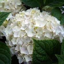 This mophead hydrangea cultivator is the first hydrangea variety that blooms on the previous year's branches as well as the new season's growth, offering gardeners across north america the possibility to enjoy gorgeous flowers from early spring. Hydrangea Macrophylla Blushing Bride Endless Summer Blushing Bride Hydrangea From Midwest Groundcovers
