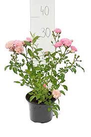 Der anbieter ist für seine außerordentliche qualität bekannt. Garten Blumen Pflanzen 1 Pflanze Bodendeckerrose Rosen Blumen Pflanzen Baldur Garten Rosen The Fairy Nirwanagroup Co Id