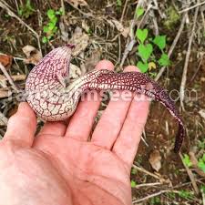 Image result for Aristolochia ringens