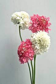 Freesia Flower Shop Surabaya Best Flower Wallpaper