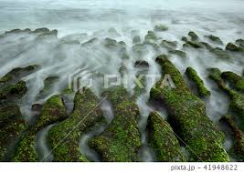 See more of 珍愛桃園藻礁 on facebook. è—»ç¤ç…§ç‰‡ç´ æ Pixta