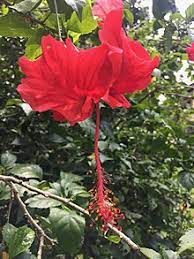 Jenis bunga kamboja ini sangat unik dan sering dijadikan tanaman hias outdoor, walaupun tanaman ini sering tumbuh di pekuburan tapi tanaman ini cocok gambar kembang sepatu. Kembang Sepatu Wikipedia Bahasa Indonesia Ensiklopedia Bebas