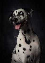 Jump to latest follow status not open for further replies. Obedient Spotted Dalmatian Dog With Mouth Open And Sticking Out Tongue Looking Away With Curiosity In Studio Tongue Out Domestic Stock Photo 322041524