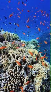 Image result for Aneilema chrysopogon