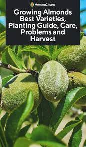 Growing Almonds Best Varieties Planting Guide Care Problems And Harvest Backyard Chickens Garden Chicken Garden Almond