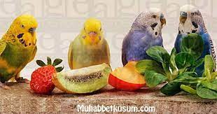 muhabbet kusu icin meyveler muhabbetkusum com
