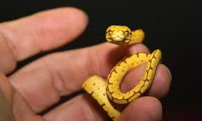 Celebrate World Snake Day With Adorable Baby Snakes Baby Snakes Baby Reptile Pet Snake