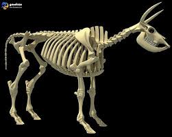 Cow Skeleton 3d Model Cow Skeleton Cow Skeleton