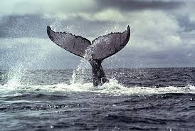 They can grow up to 16 metres long (52 feet) and weight around 36,000 kg (79. Humpback Whale Wwf