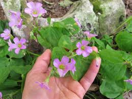 Image result for Oxalis debilis