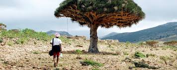 Definition, rechtschreibung, synonyme und grammatik von 'baum' auf duden online nachschlagen. Homhil Wadi Shifa Weltschaukasten De Ernst Kluge
