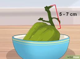 Cara potong pucuk yang benar agar cabe rawit berbuah lebat harga cebe mahal. Cara Menanam Labu Siam 12 Langkah Dengan Gambar Wikihow