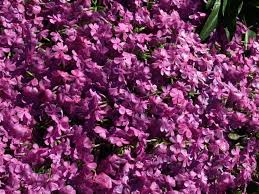 I must be stupid because i have read several posters tell how to find the seeds in tall garden seeds. Phlox Home Garden Information Center