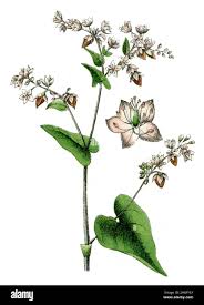 Image result for Fagopyrum esculentum