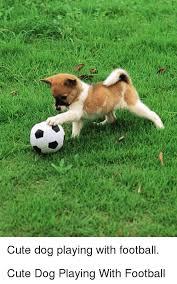 We know that pictures of cats and dogs together are seriously cute, which makes this. Cute Dog Playing With Footbal Cute Meme On Me Me