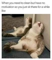Pin By Munchkin Kittenshome On Catmemes Funny Animal Jokes Funny Animal Quotes Animal Jokes