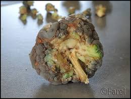 Image result for Cyanotis caespitosa