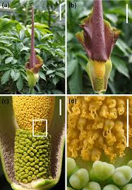 Image result for Amorphophallus