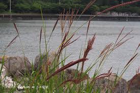 Image result for Phacelurus