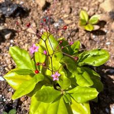 Image result for Talinum paniculatum