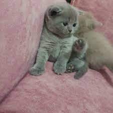 satilik kedi fiyatlari kedi hayvanlari blog