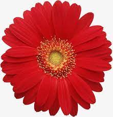 Red Gerbera Detailed Counted Cross Stitch Needlepoint Chart Etsy Flower Art Scrapbook Flowers Free Clip Art