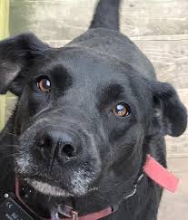 You can find all pet adoptions online, so it's super easy! Golden Retriever Lab German Shepherd Mix Dog For Adoption Near Kansas City Mo