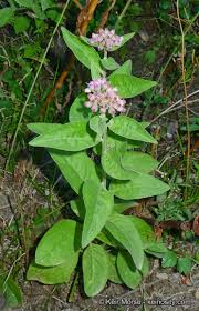 Image result for Pluchea