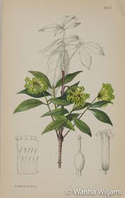 Image result for Peddiea